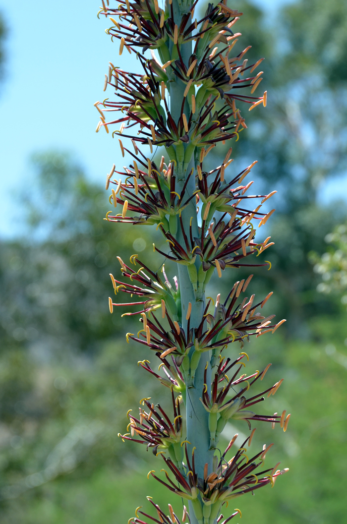 Agave lechuguilla, Lechuguilla